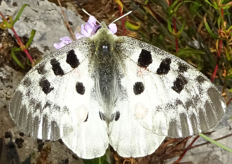 Parnassius apollo - Papilionidae